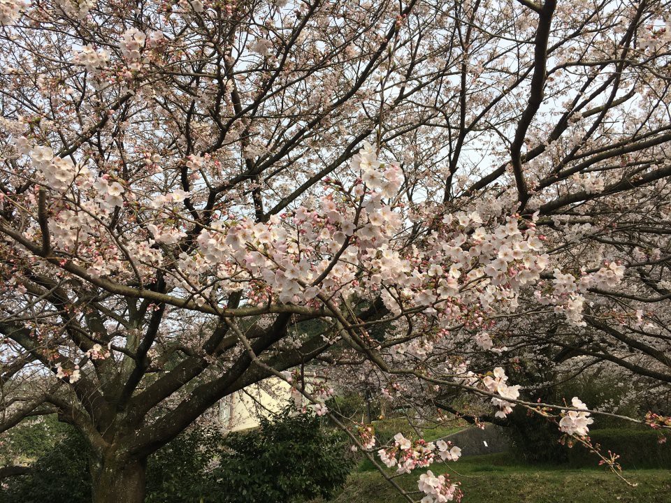 山根公園 第2駐車場 - メイン写真: