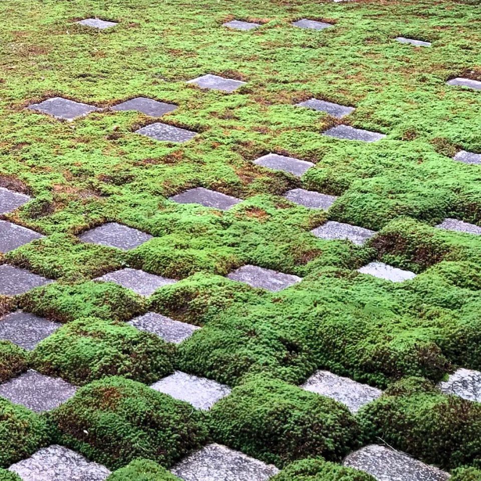 Tofuku-ji Temple (東福寺) - メイン写真: