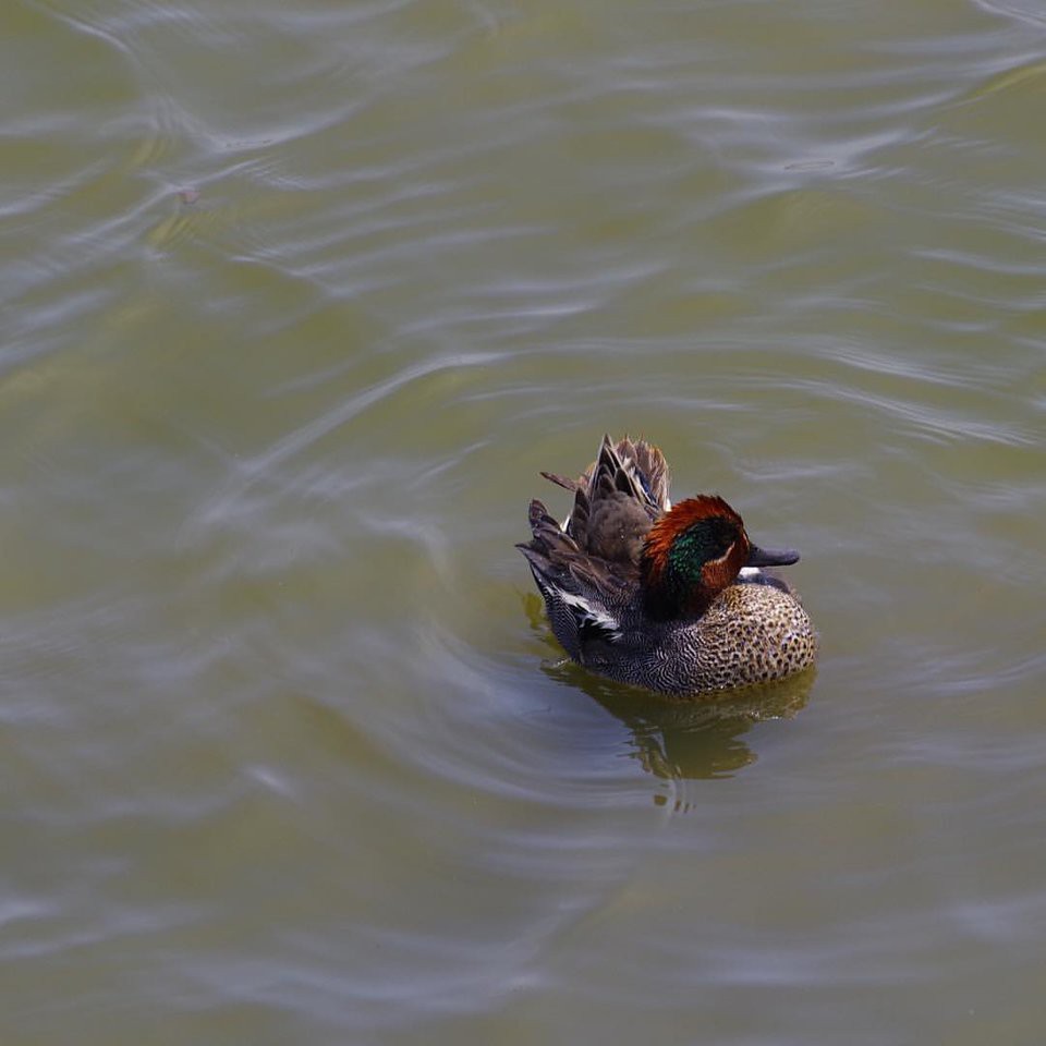 米子水鳥公園 - メイン写真: