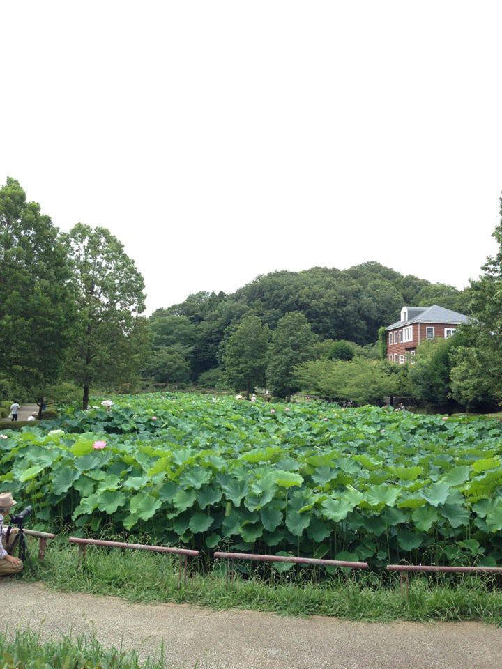 Yakushiike Park (薬師池公園) - メイン写真: