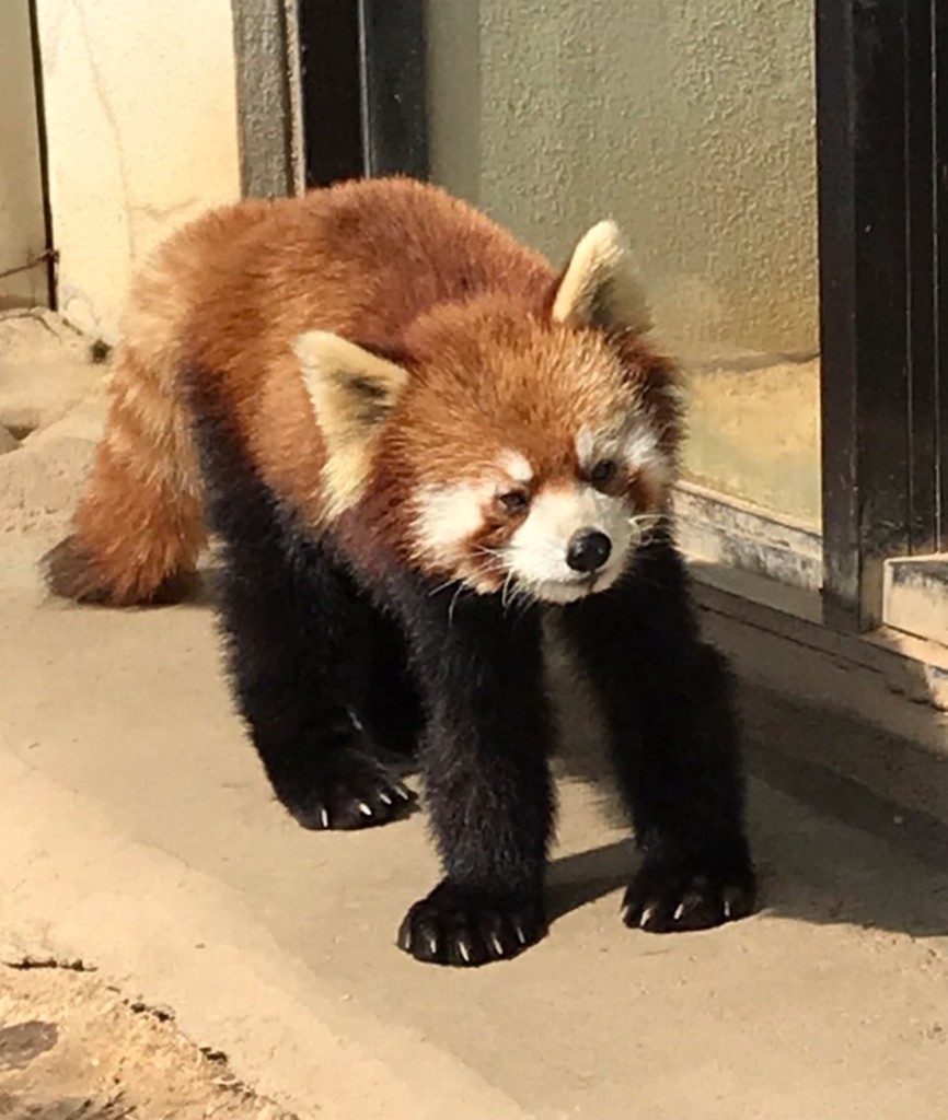 西山動物園 - メイン写真: