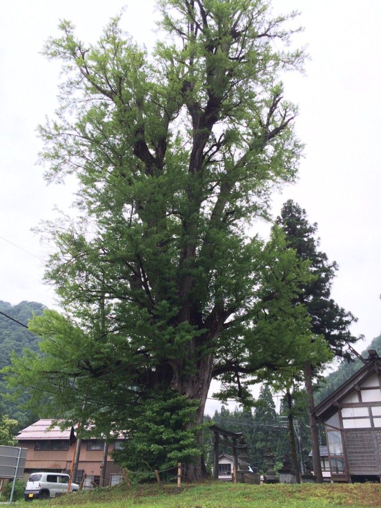 瀬戸神社 - メイン写真: