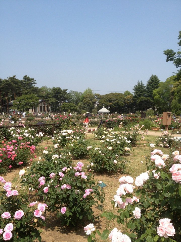 敷島公園ばら園 - メイン写真: