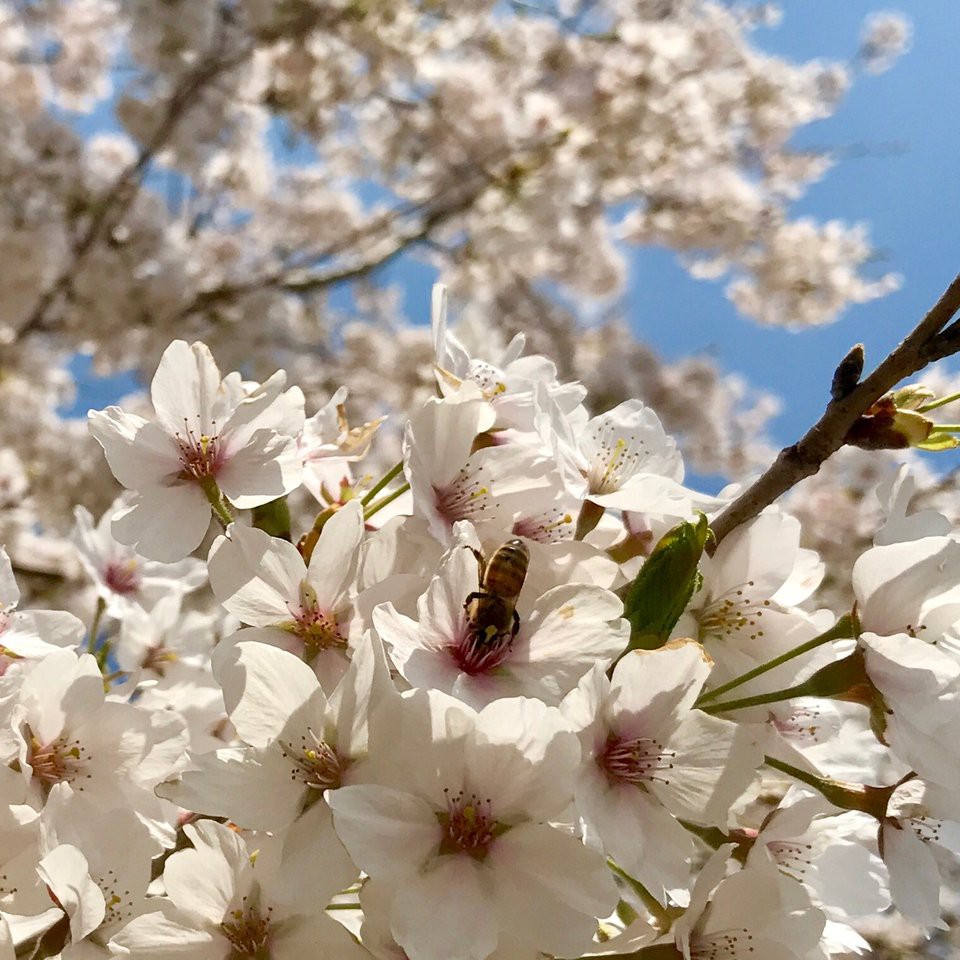 角田中央公園 - メイン写真: