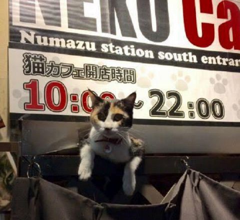 The 3 Best Cat Cafe in Chuoku