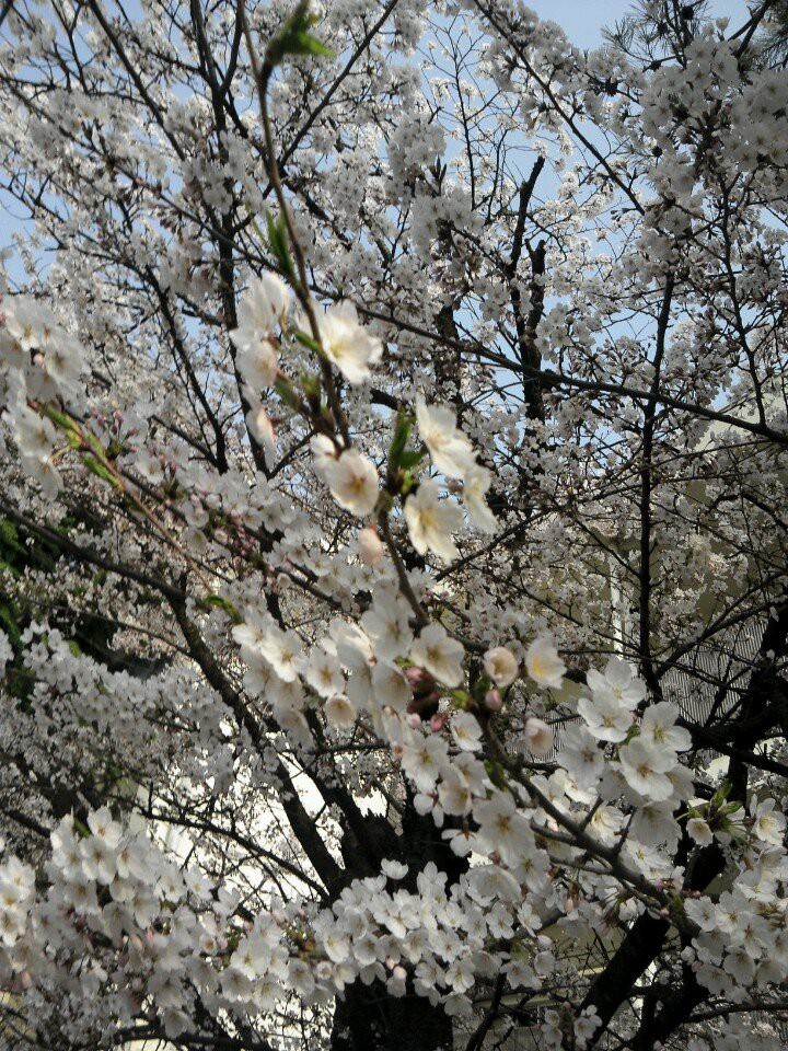 会津若松市立 城西小学校 - メイン写真: