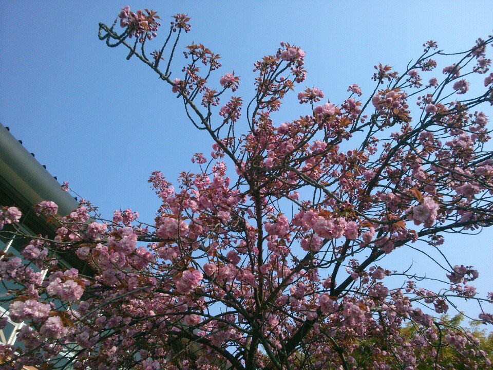 会津若松市立 第四中学校 - メイン写真: