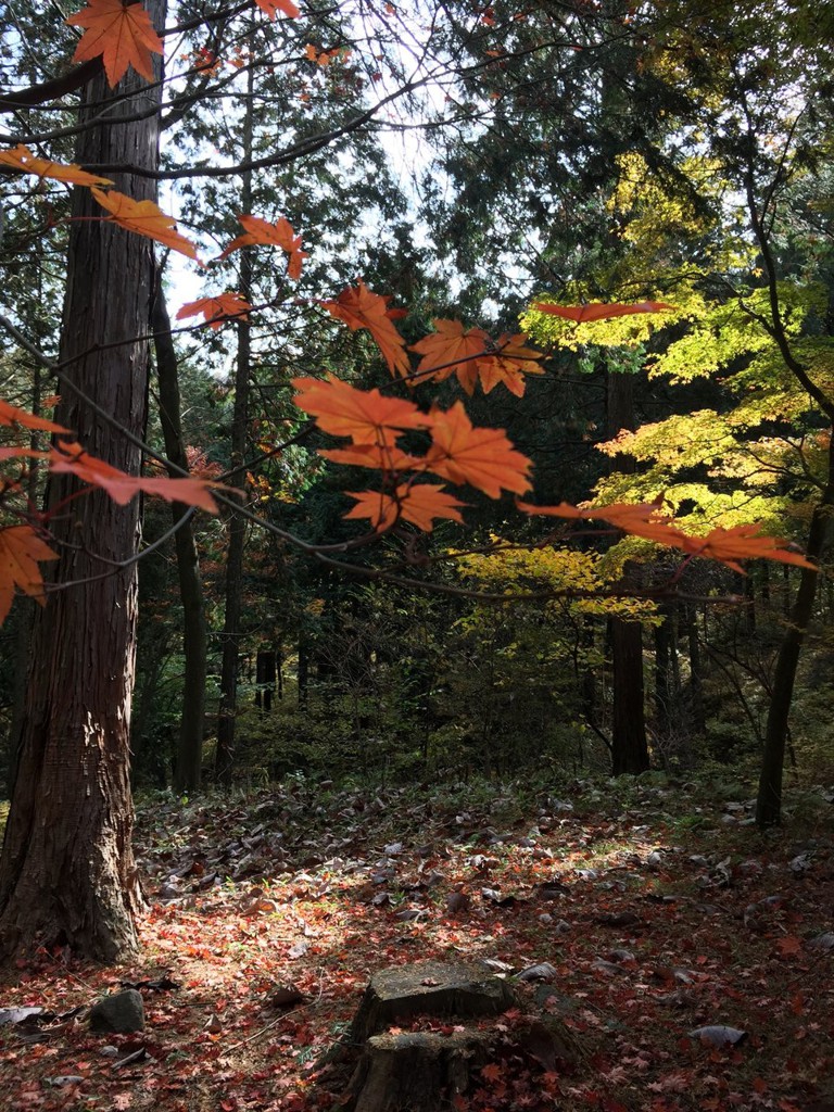 伊香保森林公園管理棟 - メイン写真: