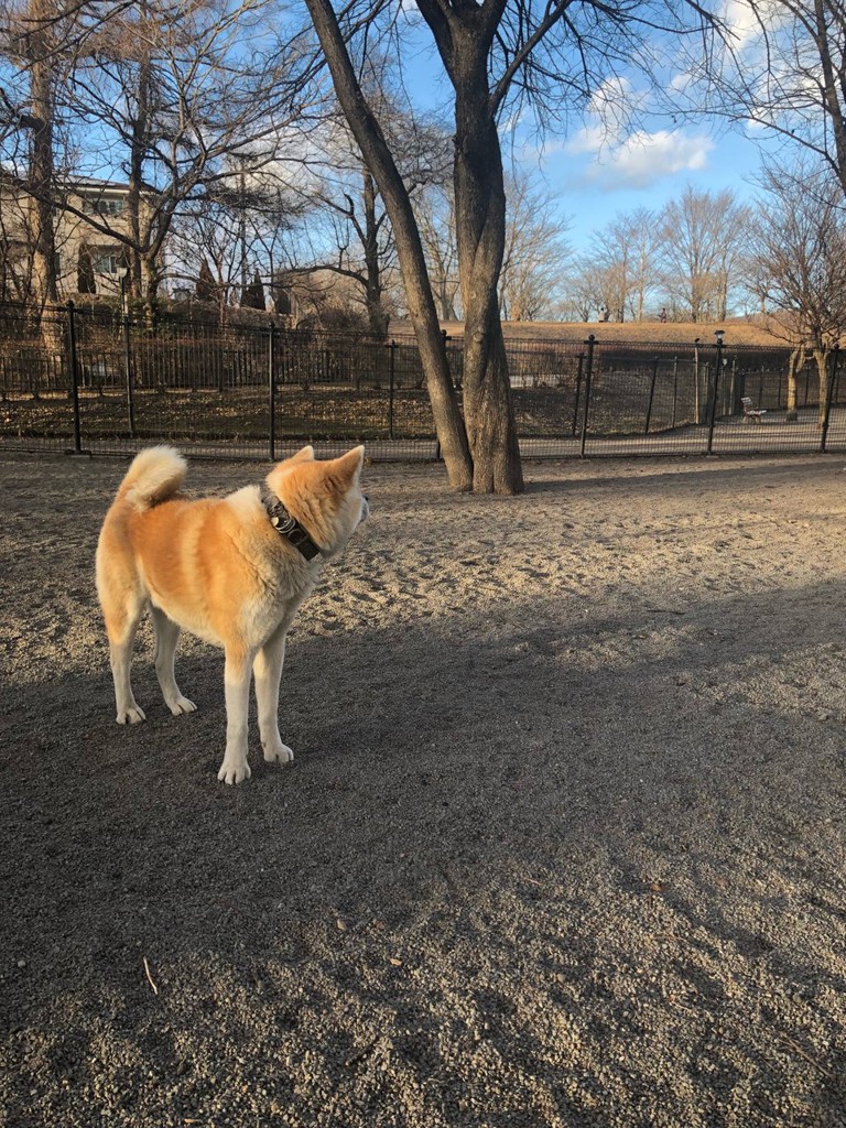 湯川ふるさと公園 - メイン写真: