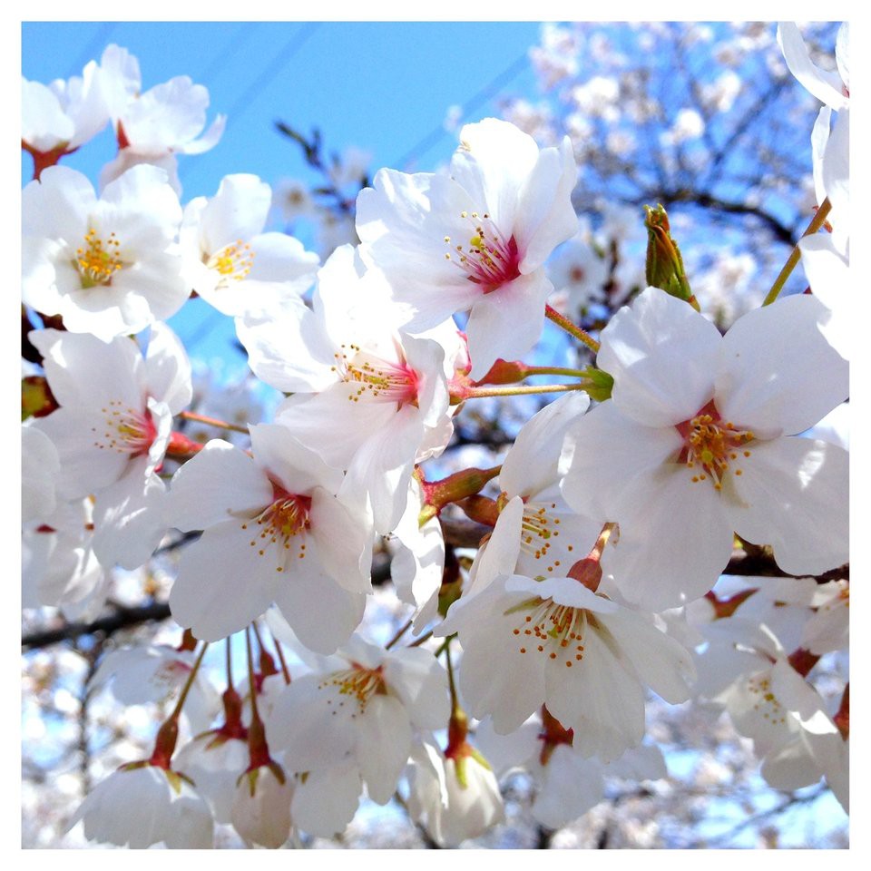 城山公園 - メイン写真: