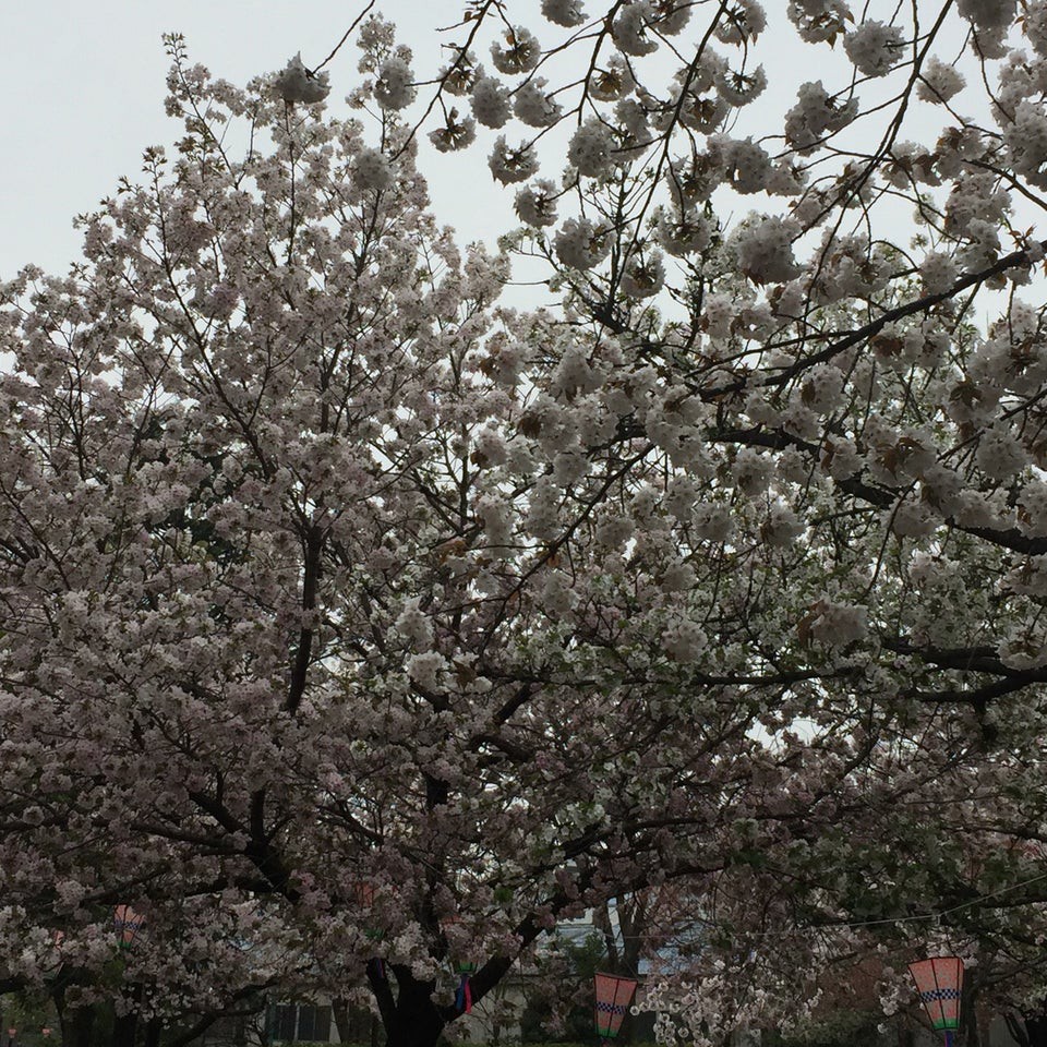 上池袋さくら公園 - メイン写真: