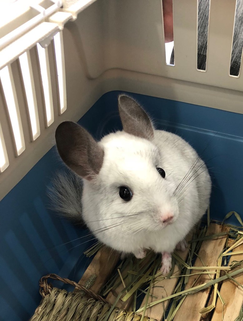 病院 田園 調布 動物