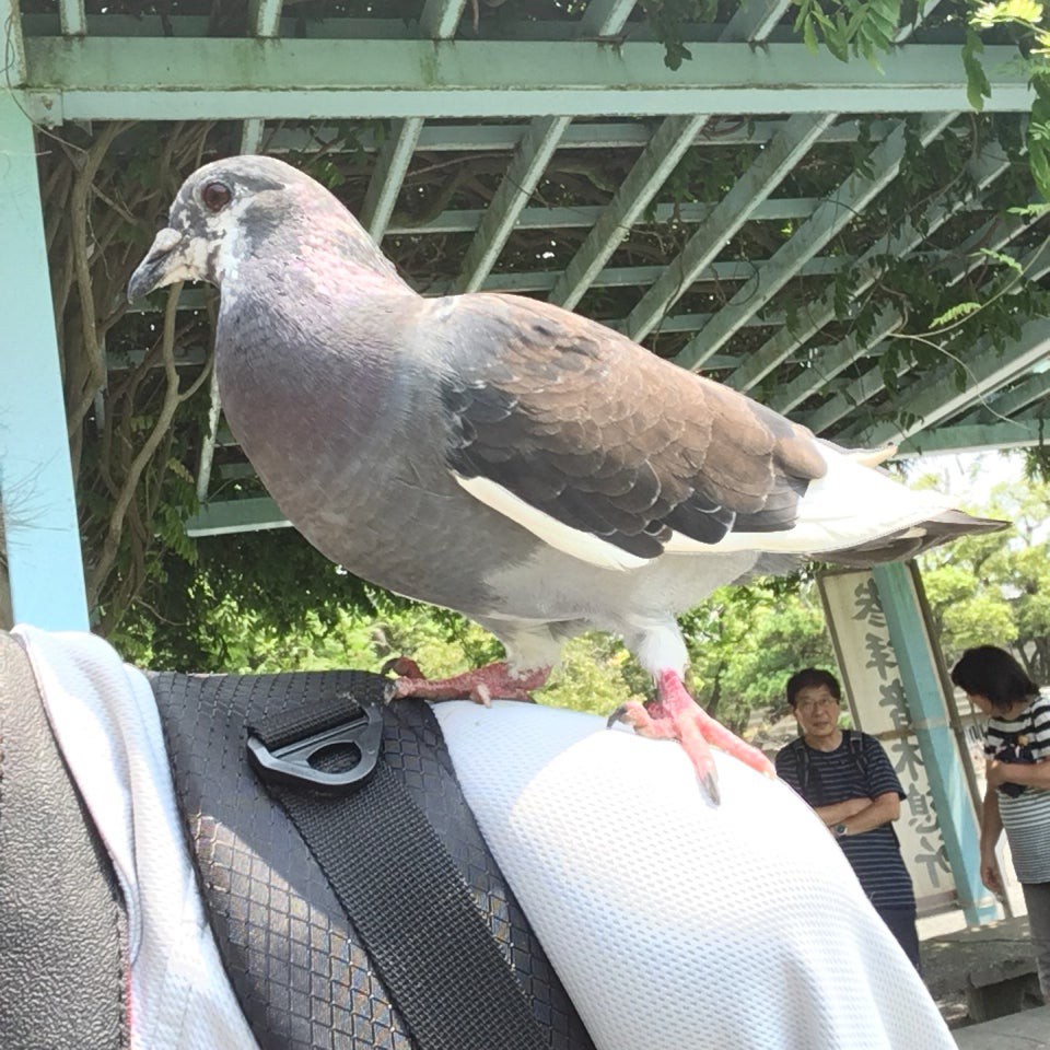 鶴岡八幡宮 三の鳥居 - メイン写真: