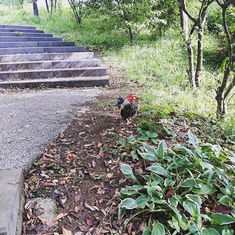 長池公園自然館 - メイン写真: