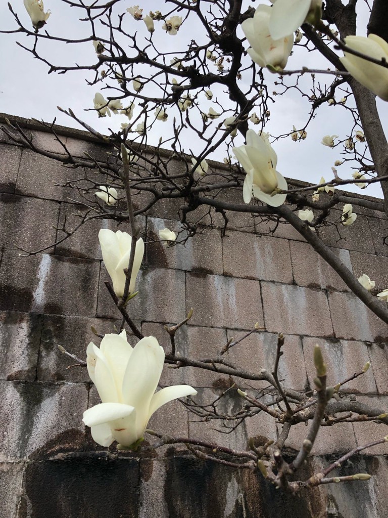 Eitai Park (永代公園) - メイン写真: