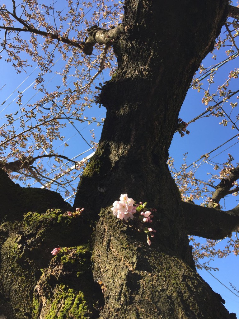 山形市立第四小学校 - メイン写真: