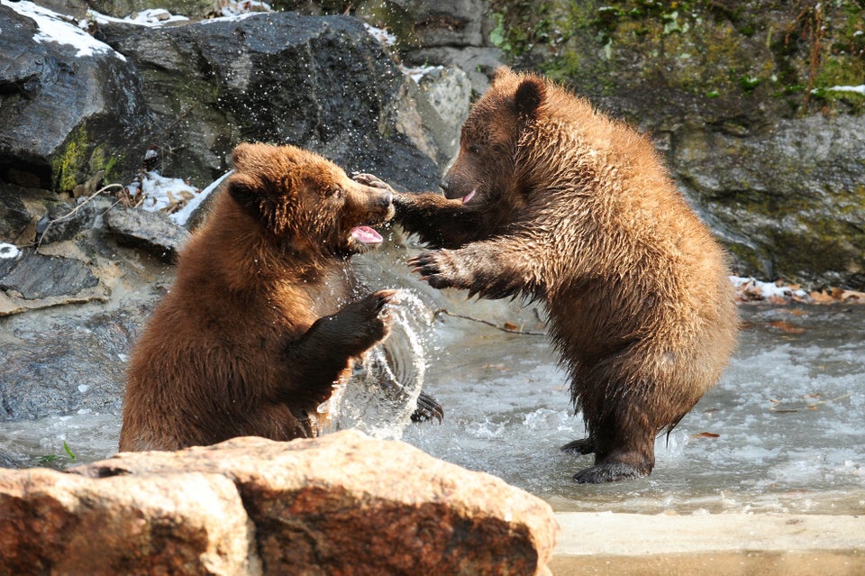 Bronx Zoo - メイン写真: