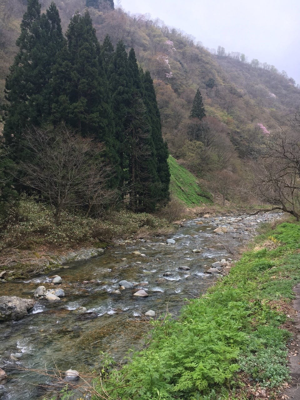 瀬波川キャンプ場 - メイン写真: