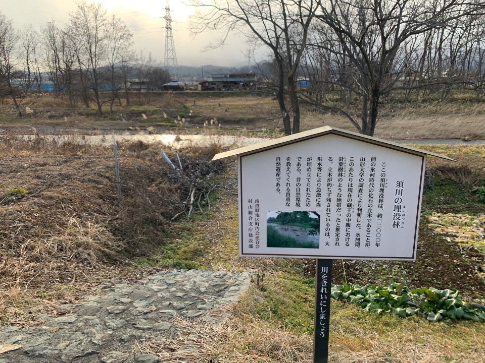 須川の埋没林 - メイン写真: