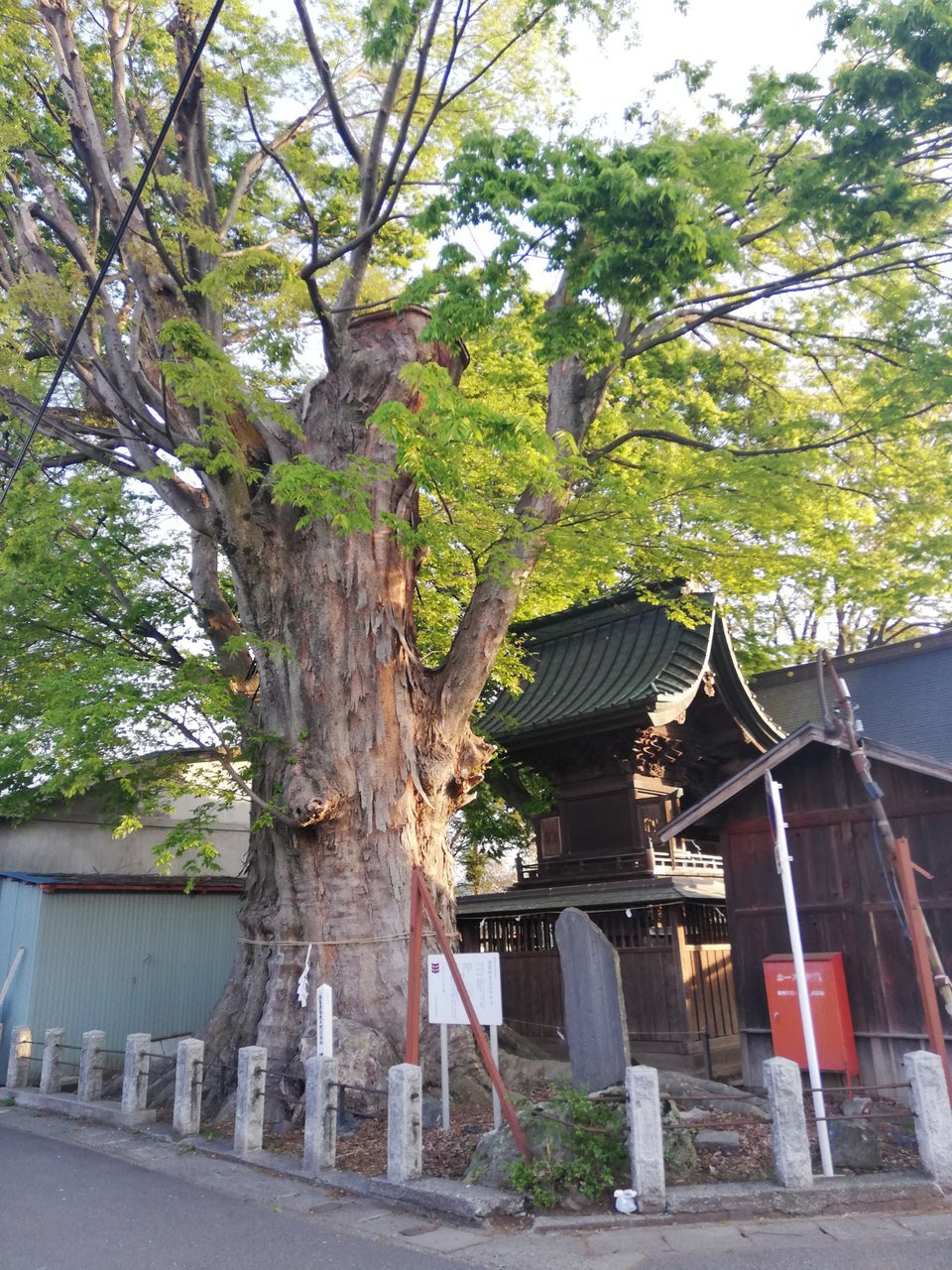 須賀神社の大ケヤキ - メイン写真: