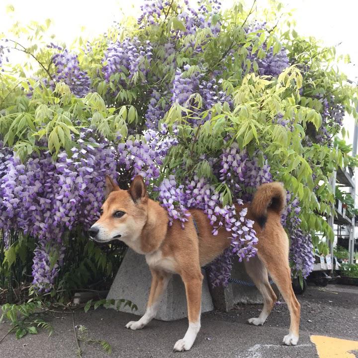 有限会社花夢ショップオオミ - メイン写真: