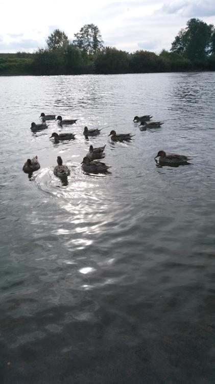 白鳥ふれあい広場 - メイン写真: