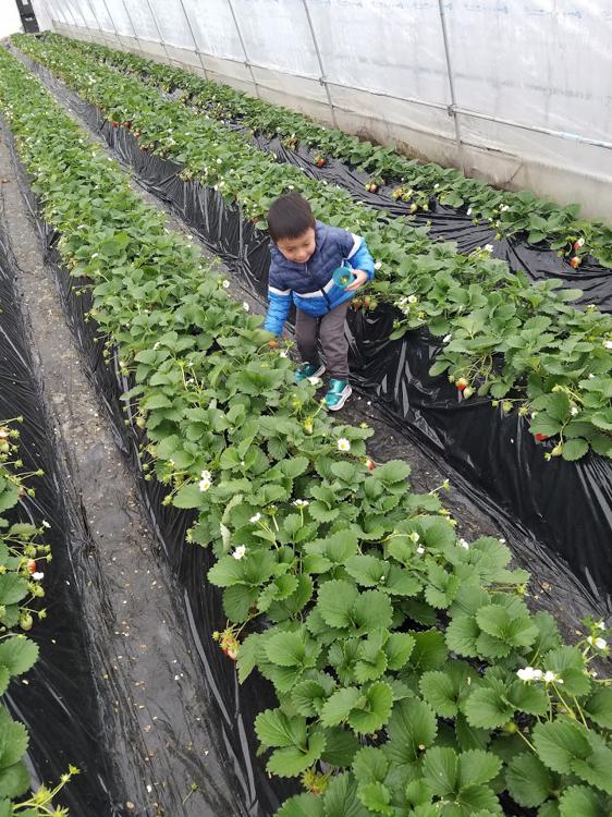 子持村観光いちご園 - メイン写真: