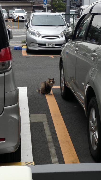 タイムズ厚木中町第４ - メイン写真: