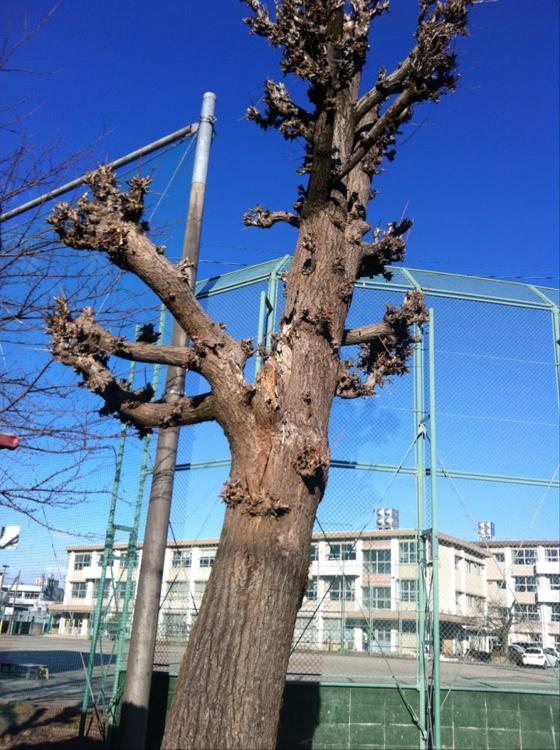 岐阜市立明郷小学校 - メイン写真: