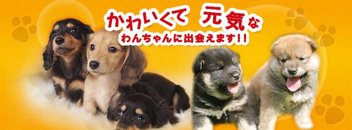 犬の小牧繁殖所一宮店 - メイン写真: