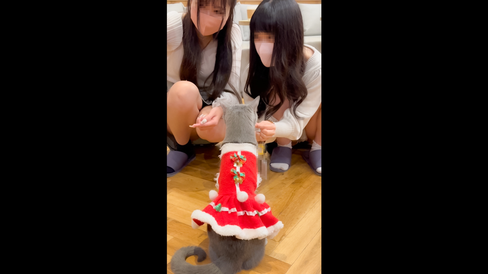 そんなに見えてて大丈夫？！猫に夢中になりすぎてる女の子2人組。