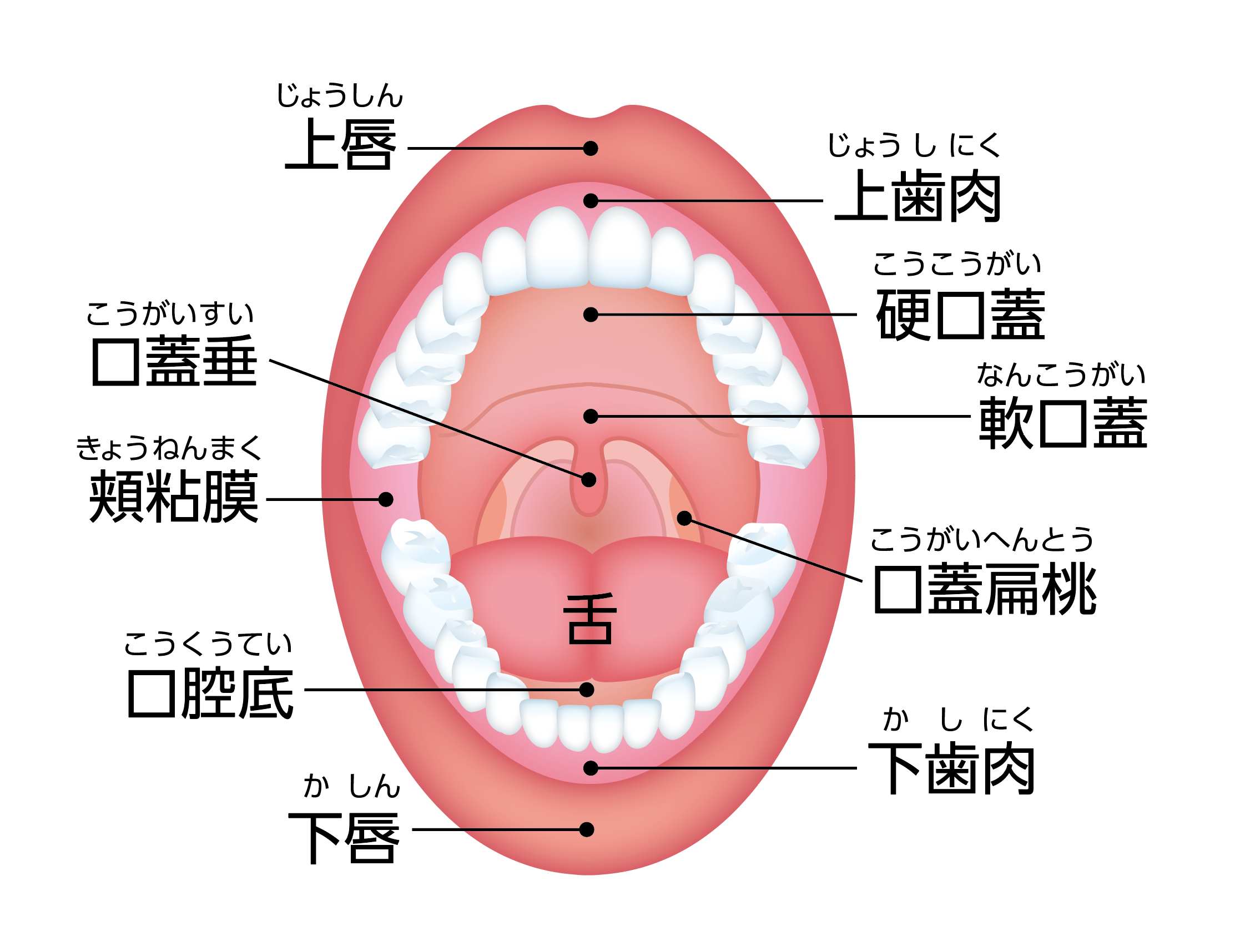 黄金の口