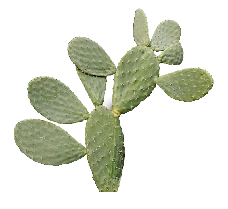 Opuncja - Superfood