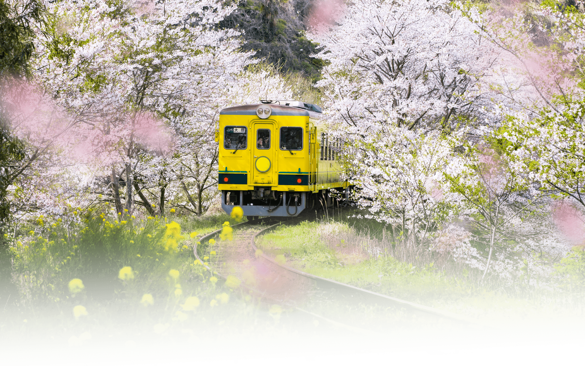 千葉南房總溫泉之宿・饕餮海幸旬彩賞櫻六日(商務艙)