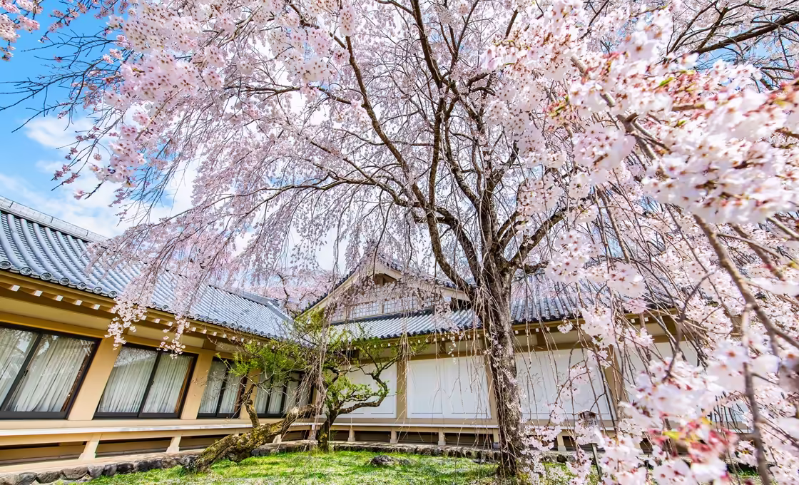 醍醐寺_櫻