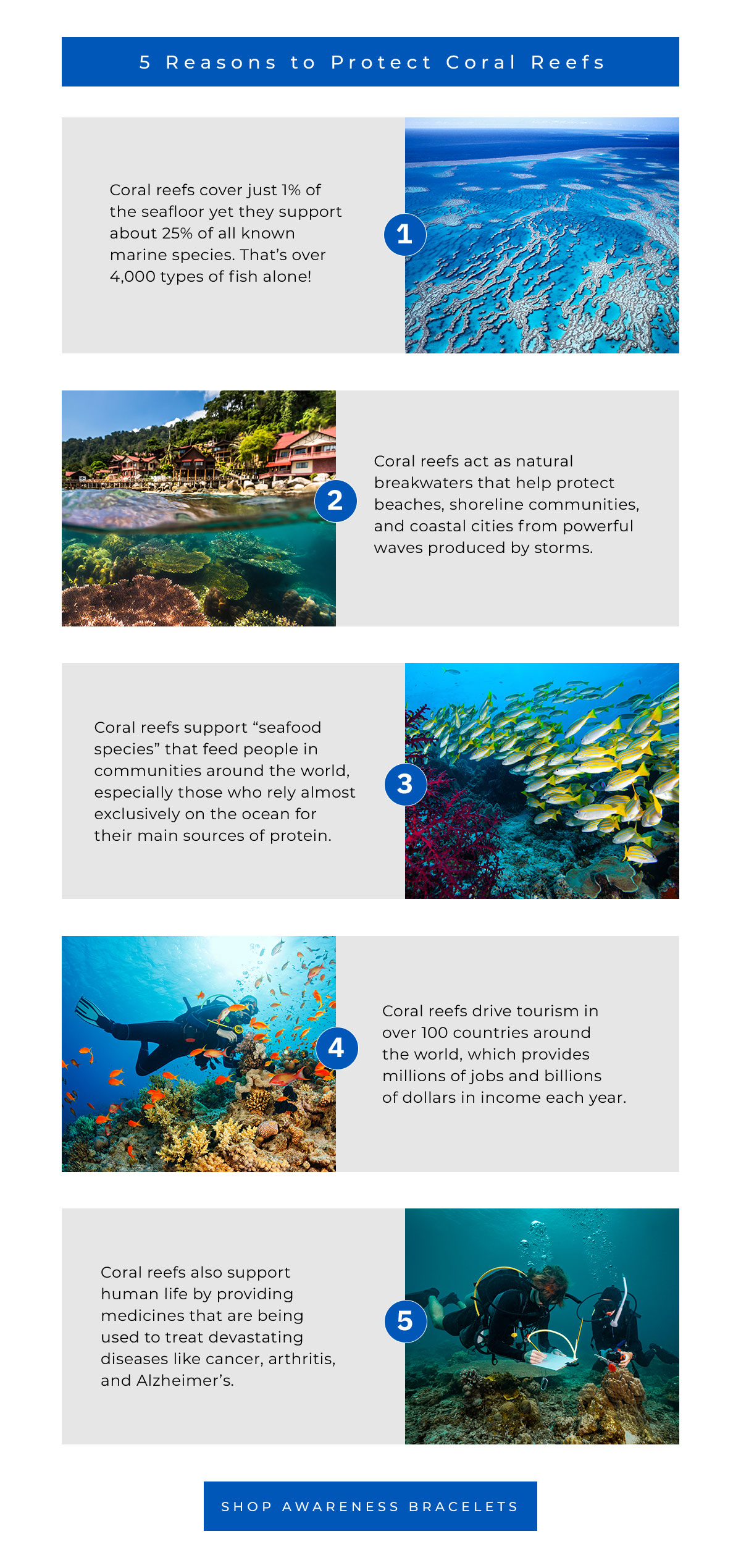 Coral reefs cover just 1% of the seafloor yet they support about 25% of all known marine species. That’s over 4,000 types of fish alone! Coral reefs act as natural breakwaters that help protect beaches, shoreline communities, and coastal cities from powerful waves produced by storms. Coral reefs support “seafood species” that feed people in communities around the world, especially those who rely almost exclusively on the ocean for their main sources of protein. Coral reefs drive tourism in over 100 countries around the world, which provides millions of jobs and billions of dollars in income each year. Coral reefs also support human life by providing medicines that are being used to treat devastating diseases like cancer, arthritis, and Alzheimer’s.