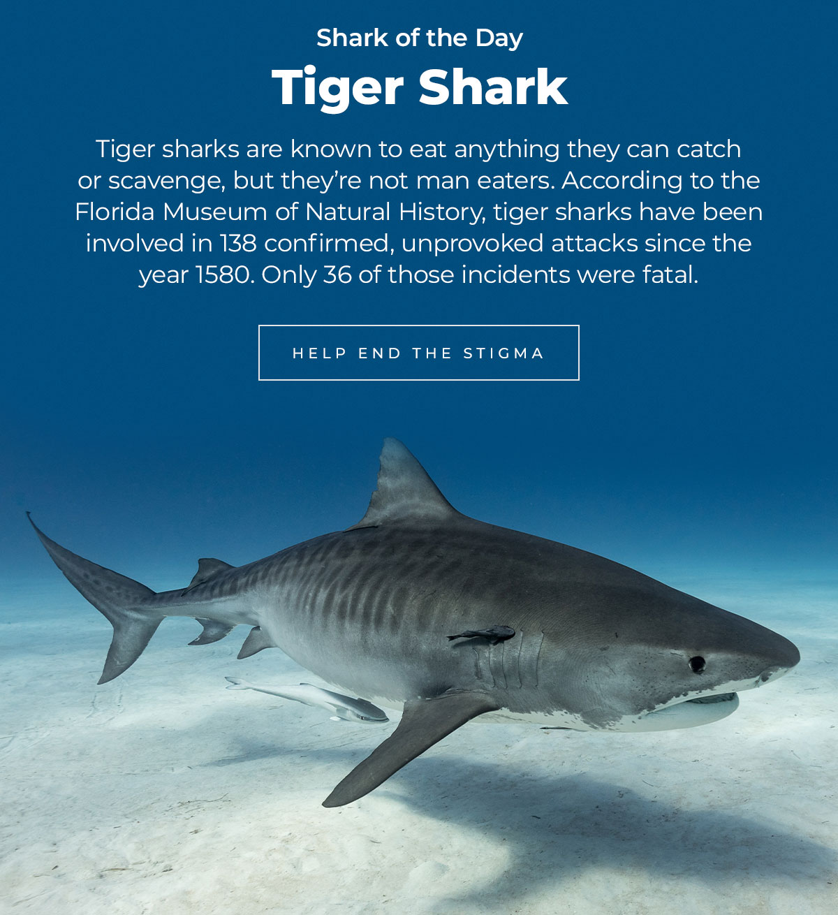 Shark of the Day: Tiger Shark. Tiger sharks are known to eat anything they can catch or scavenge, but they’re not man eaters. According to the Florida Museum of Natural History, tiger sharks have been involved in 138 confirmed, unprovoked attacks since the year 1580. Only 36 of those incidents were fatal. Help End the Stigma