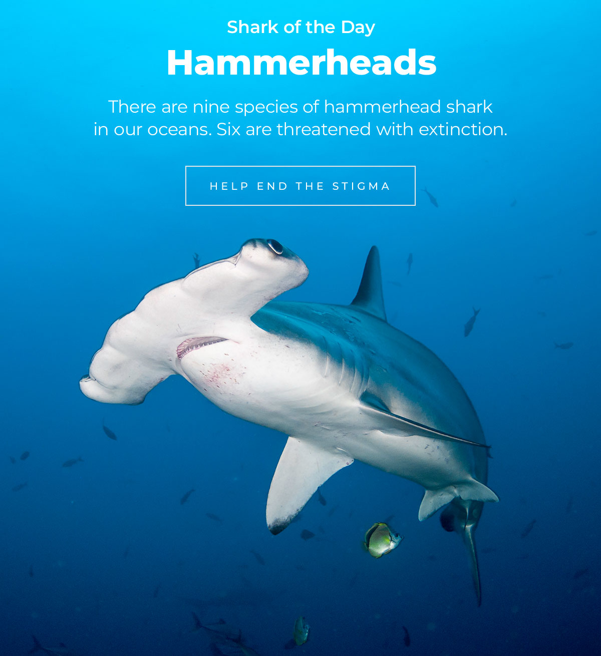 Shark of the Day: Hammerheads. There are nine species of hammerhead shark in our oceans. Six are threatened with extinction.