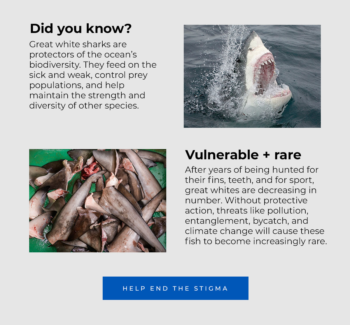 Did you know? Great white sharks are protectors of the ocean’s biodiversity. They feed on the sick and weak, control prey populations, and help maintain the strength and diversity of other species. After years of being hunted for their fins, teeth, and for sport, great whites are decreasing in number. Without protective action, threats like pollution, entanglement, bycatch, and climate change will cause these fish to become increasingly rare.