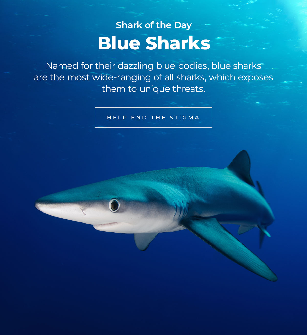 Shark of the Day: Blue Sharks. Named for their dazzling blue bodies, blue sharks are the most wide-ranging of all sharks, which exposes them to unique threats.