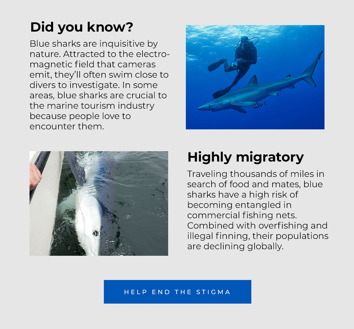 Did you know? Blue sharks are inquisitive by nature. Attracted to the electromagnetic field that cameras emit, they’ll often swim close to divers to investigate. In some areas, blue sharks are crucial to the marine tourism industry because people love to encounter them. Traveling thousands of miles in search of food and mates, blue sharks have a high risk of becoming entangled in commercial fishing nets. Combined with overfishing and illegal finning, their populations are declining globally. 