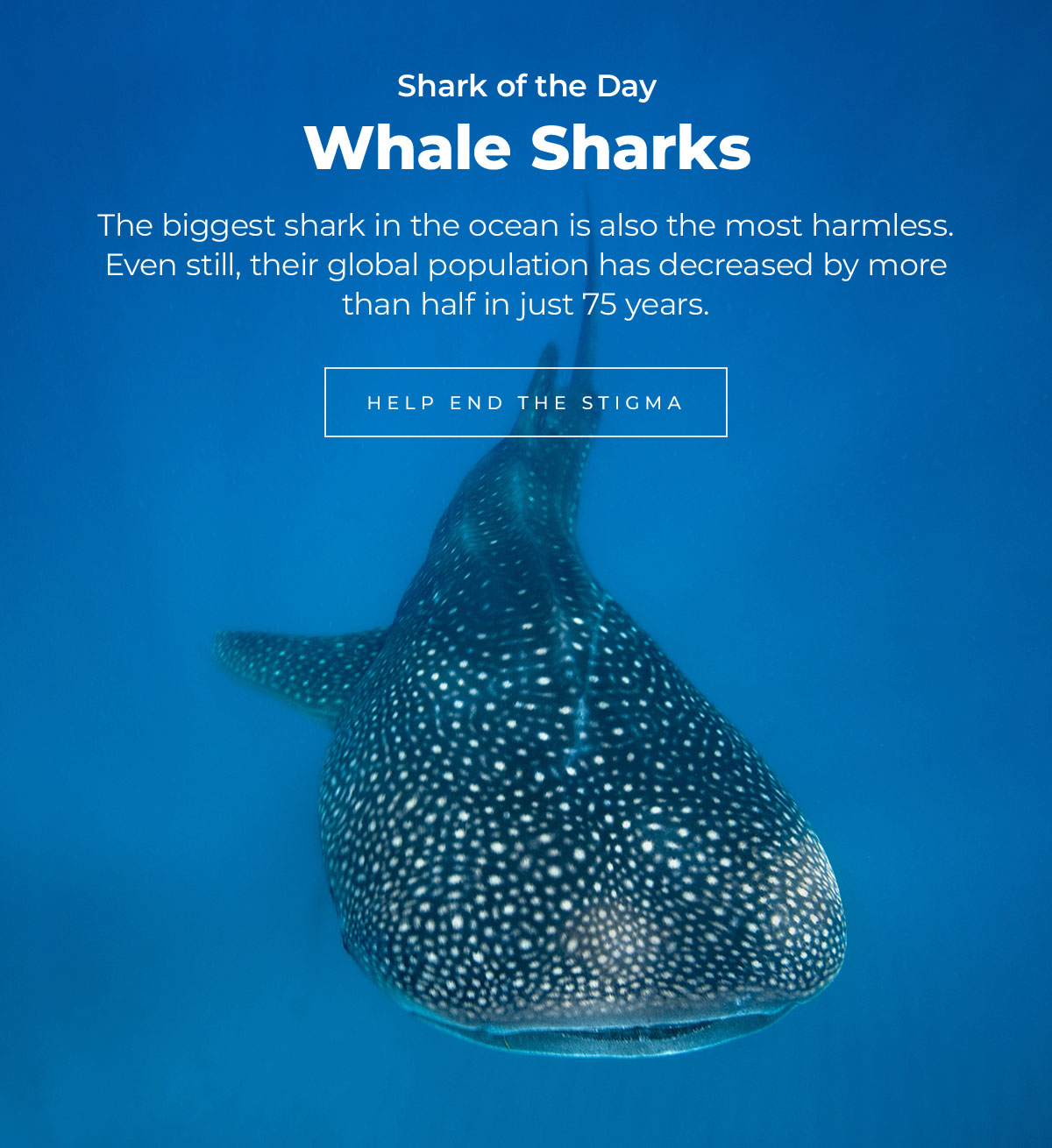 Shark of the Day: Whale Sharks. The biggest shark in the ocean is also the most harmless. Even still, their global population has decreased by more than half in just 75 years.