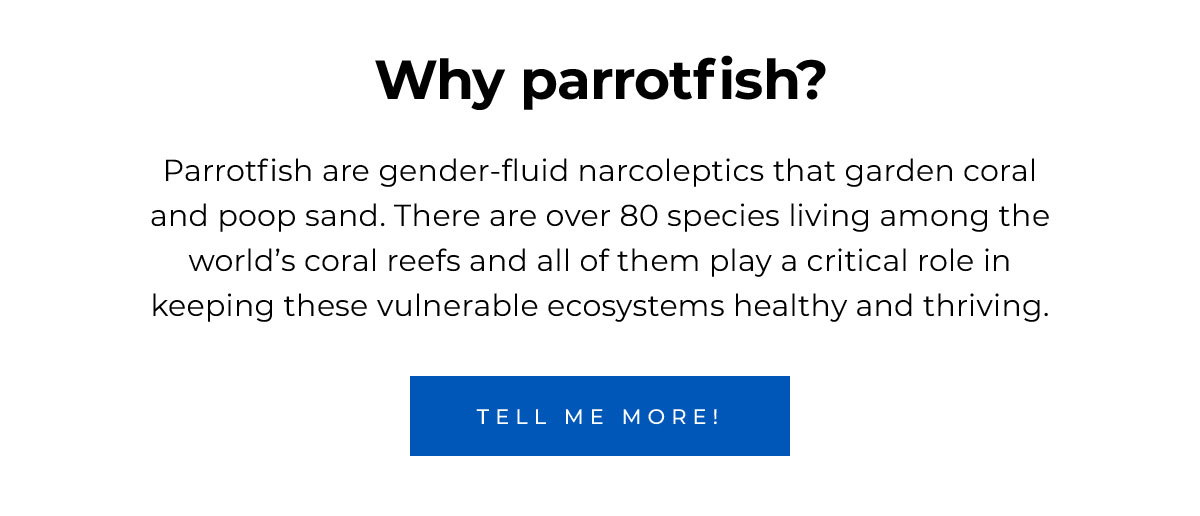 Why parrotfish? Parrotfish are gender-fluid narcoleptics that garden coral and poop sand. There are over 80 species living among the world’s coral reefs and all of them play a critical role in keeping these vulnerable ecosystems healthy and thriving. Tell Me More!