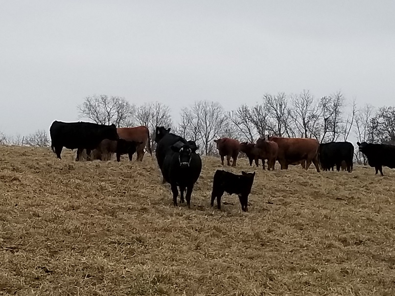 grassfed beef steaks