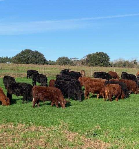 grass-fed steaks