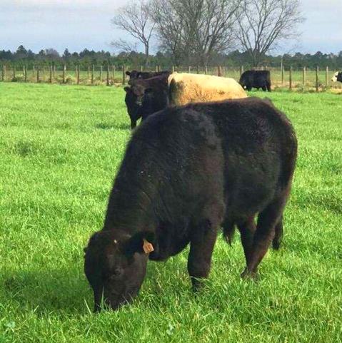 grass fed beef steaks