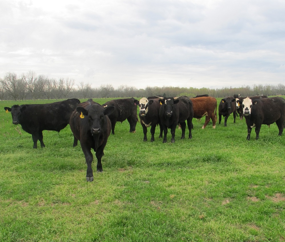 grassfed steaks