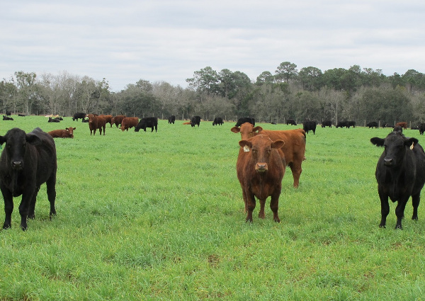 grassfed beef