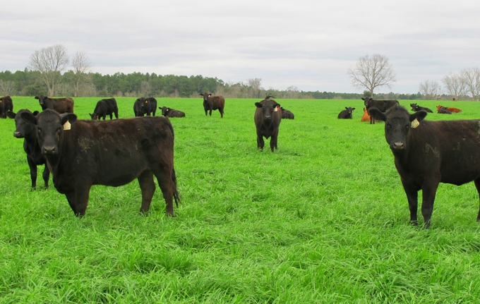 grass-fed steaks