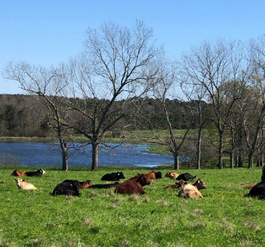 grassfed steaks